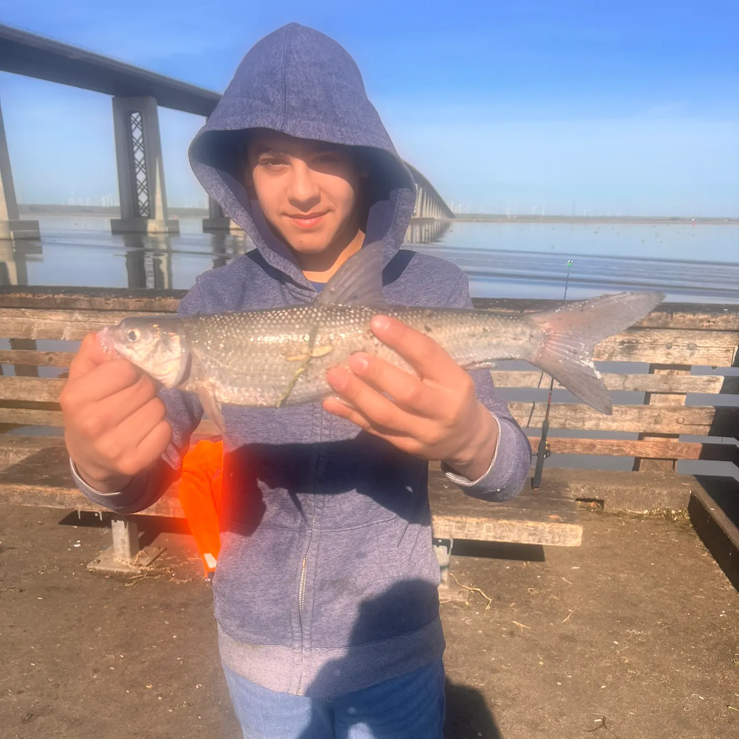 The most recent Sacramento pikeminnow catches on Fishbrain