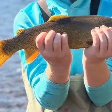 The most recent Cutthroat trout catches on Fishbrain