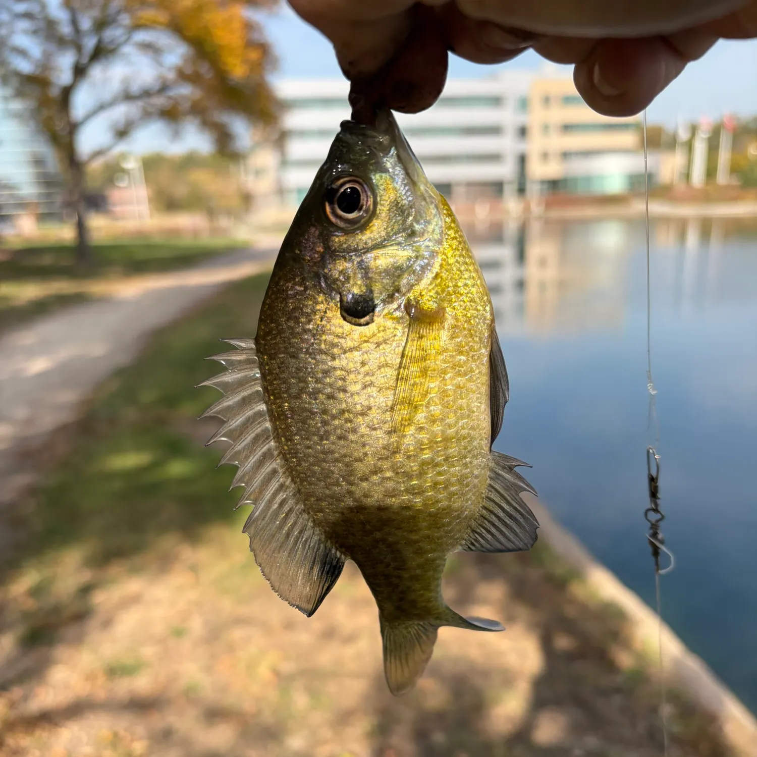 Bluegill caught on Fishbrain