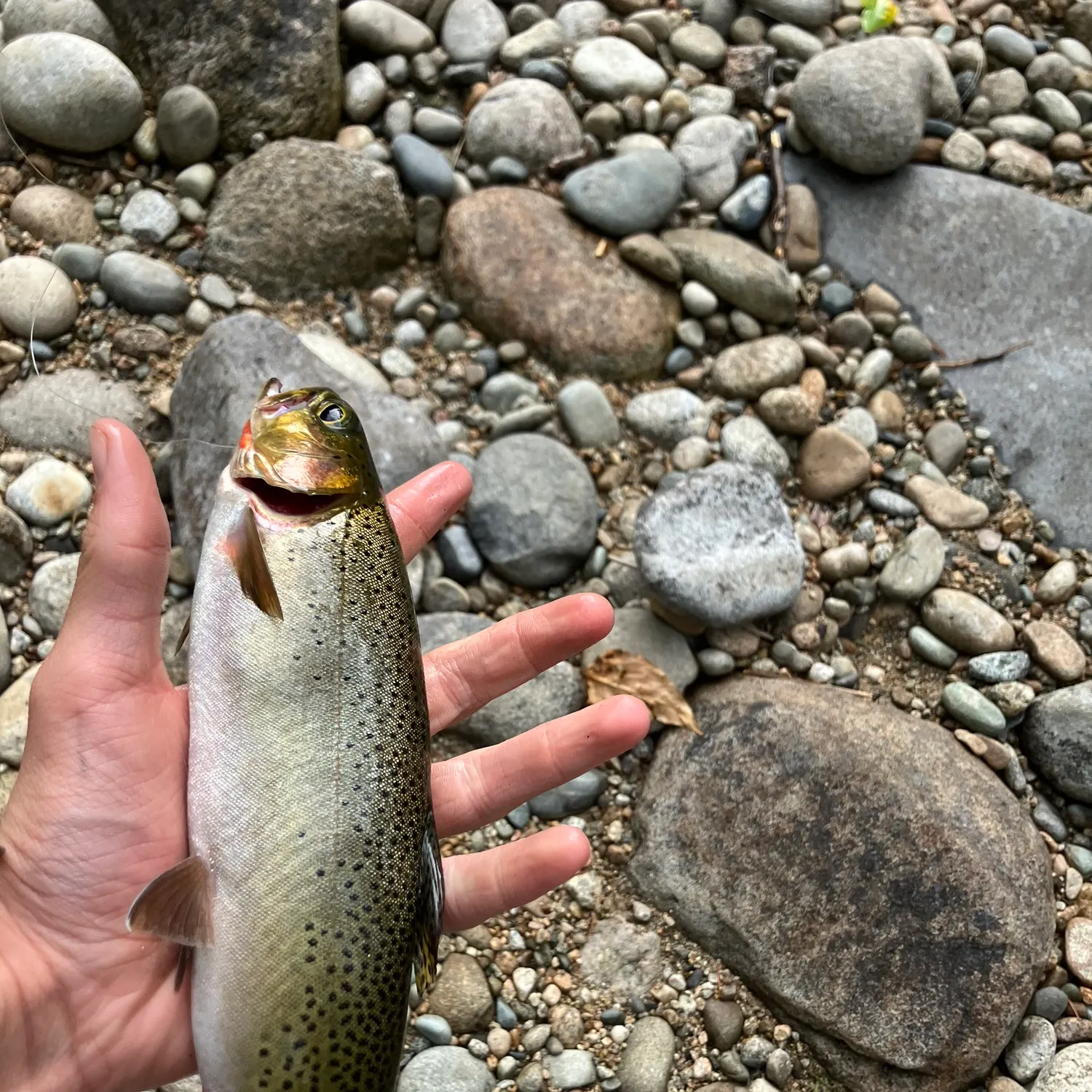 Cutthroat trout caught on Fishbrain