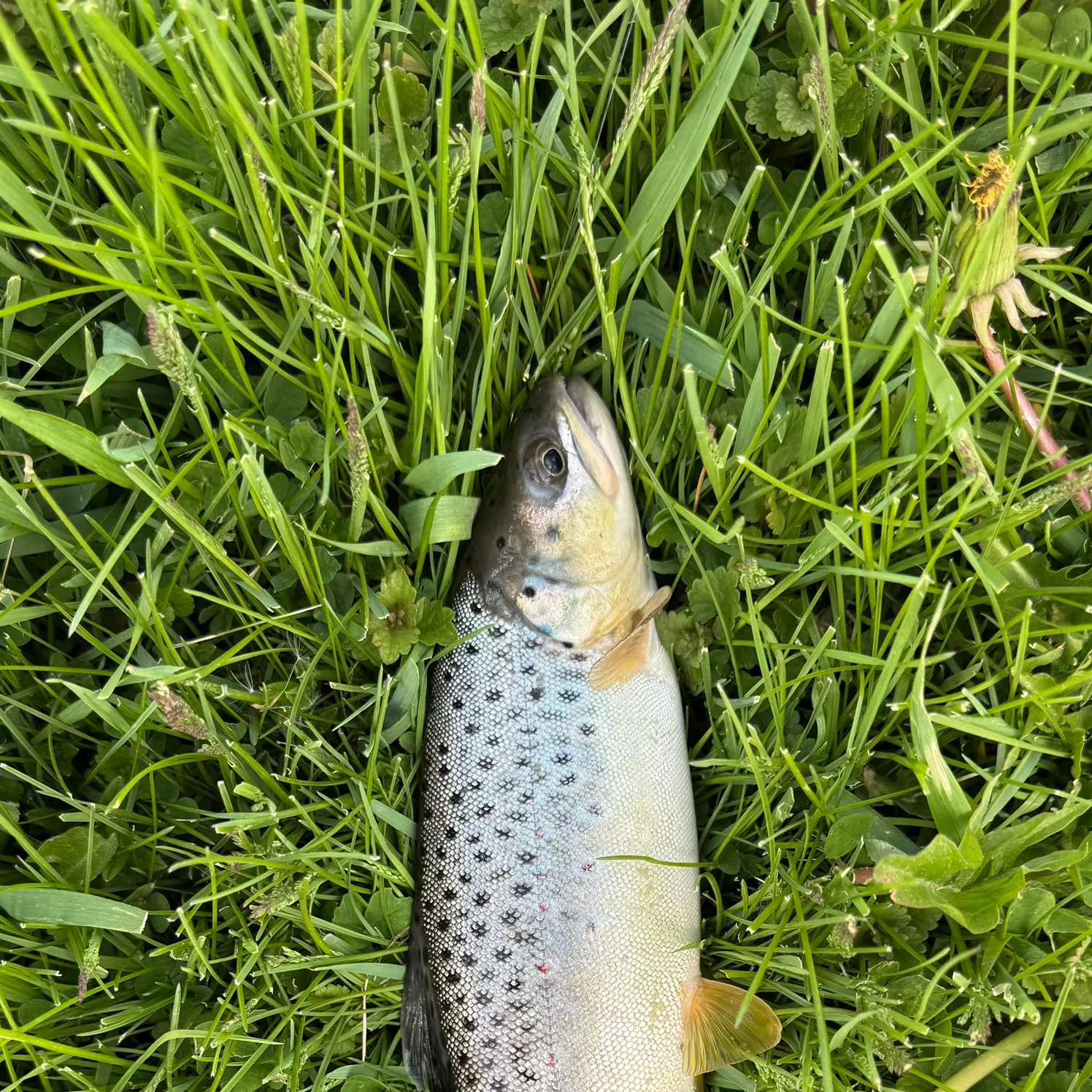 The most recent Brown trout catches on Fishbrain