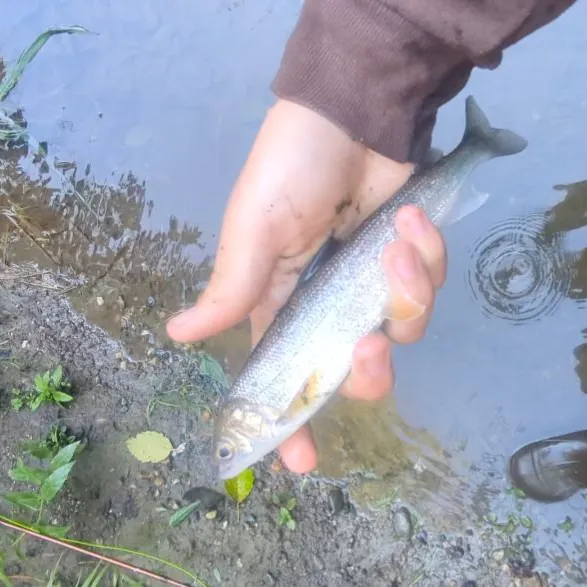 Mountain whitefish caught on Fishbrain