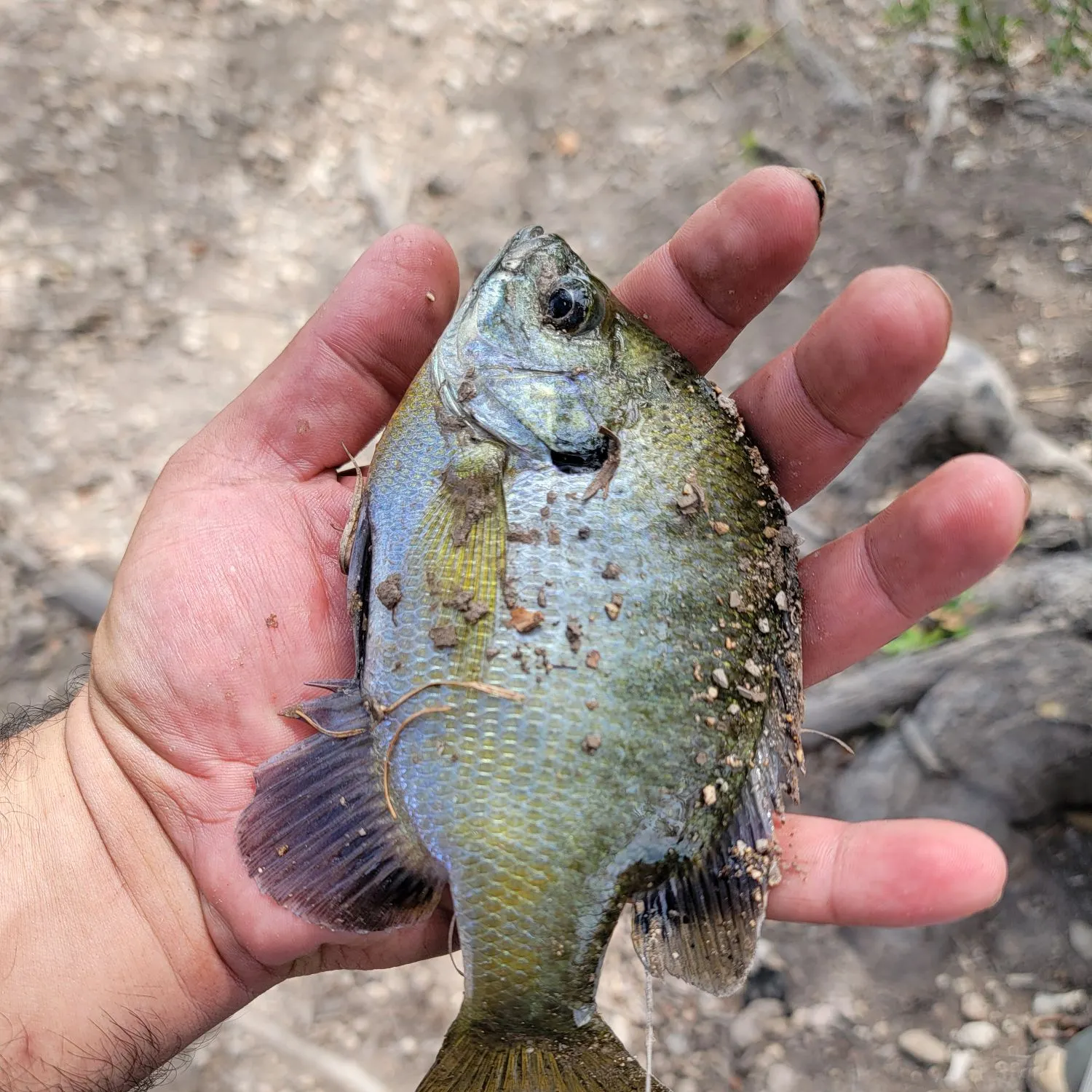 Fish caught on Fishbrain