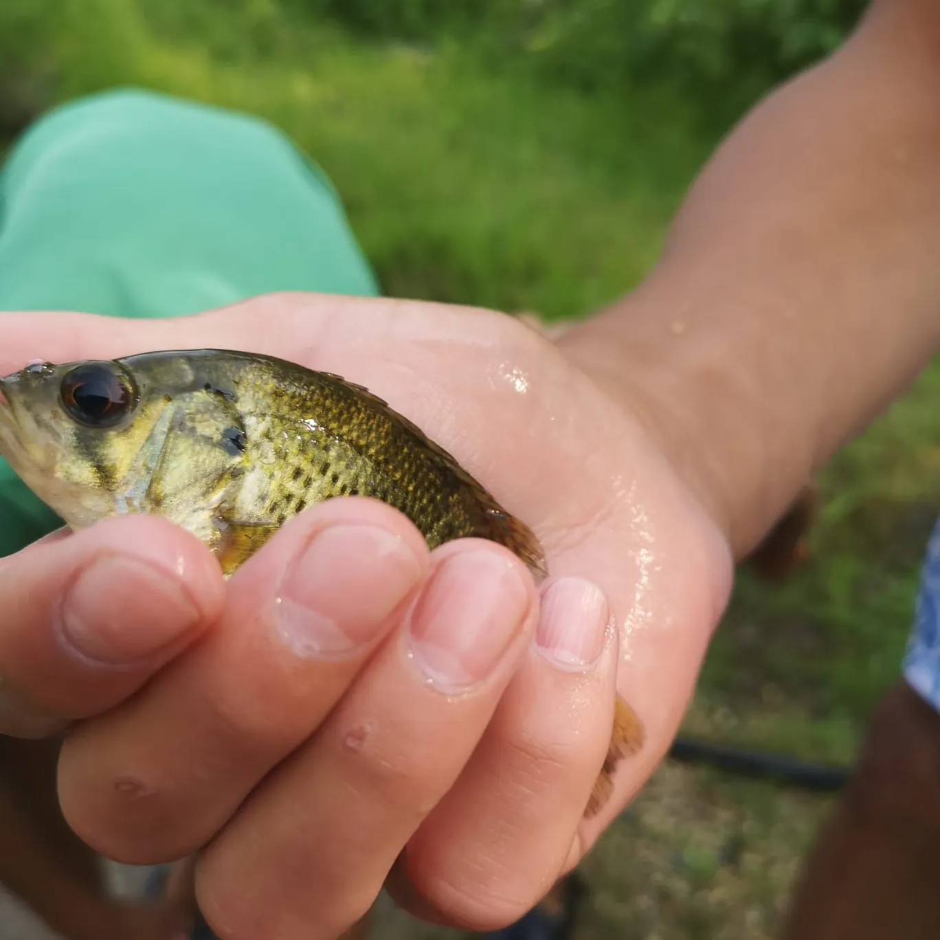 Rock bass caught on Fishbrain