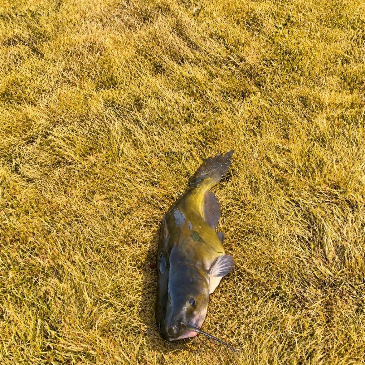 Channel catfish caught on Fishbrain