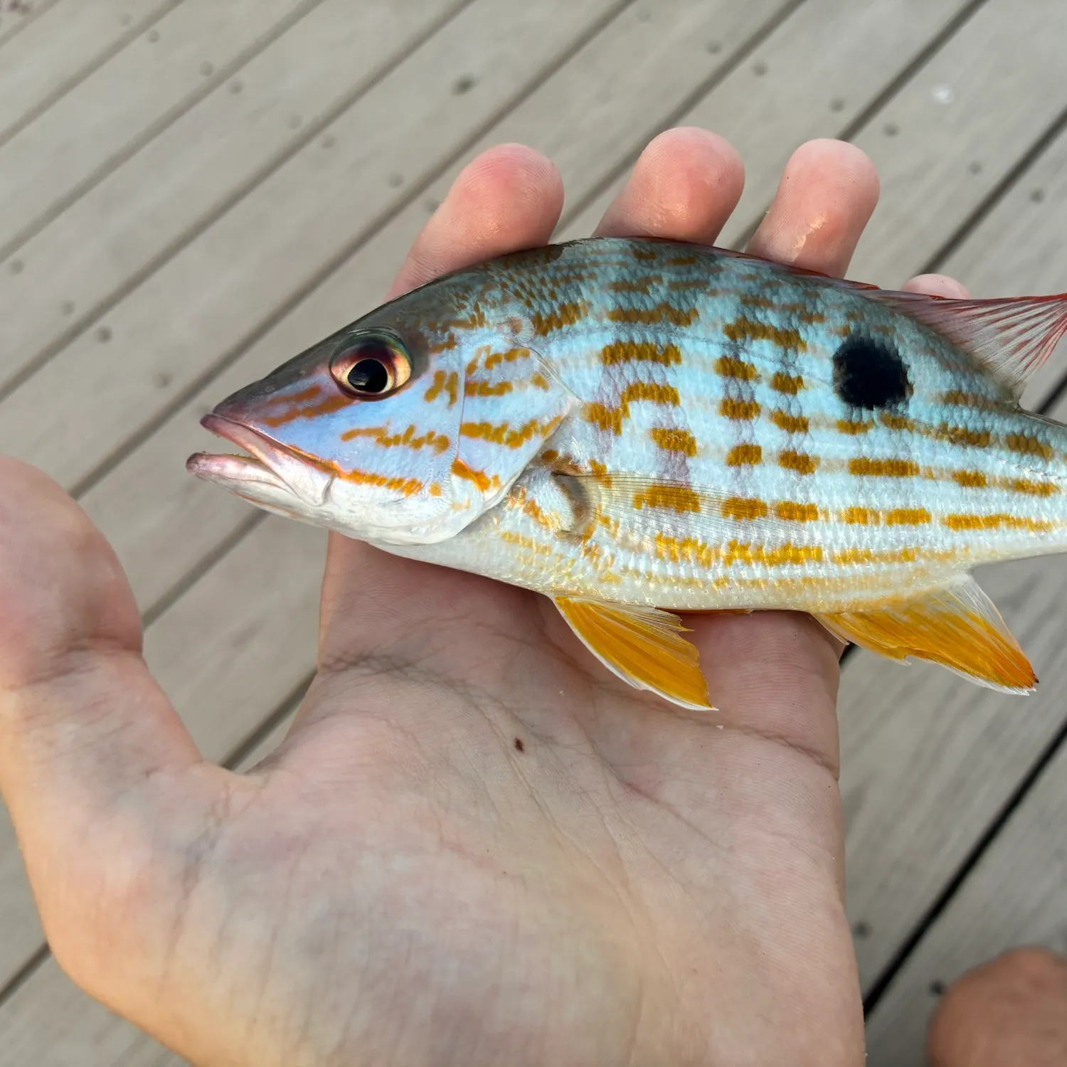 Lane snapper caught on Fishbrain