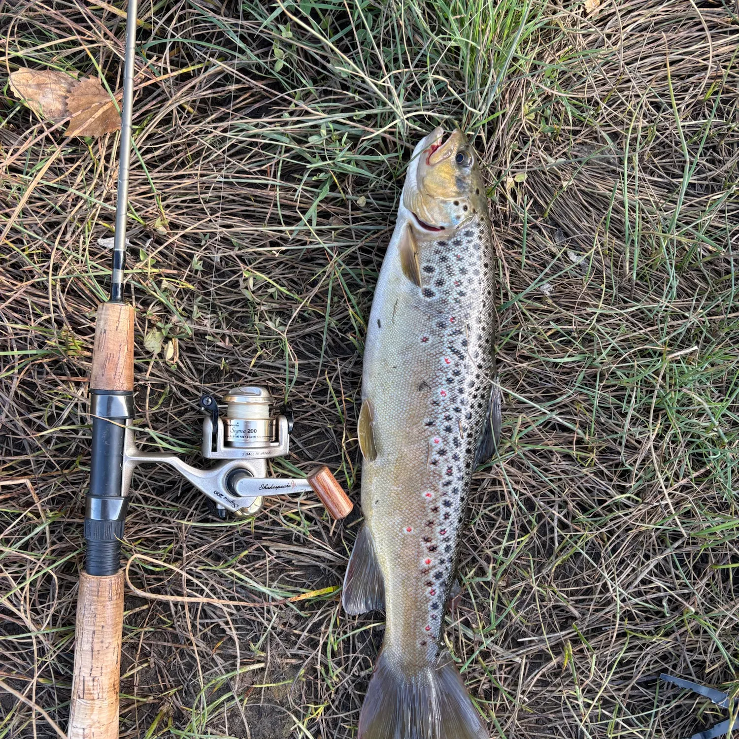 Brown trout caught on Fishbrain