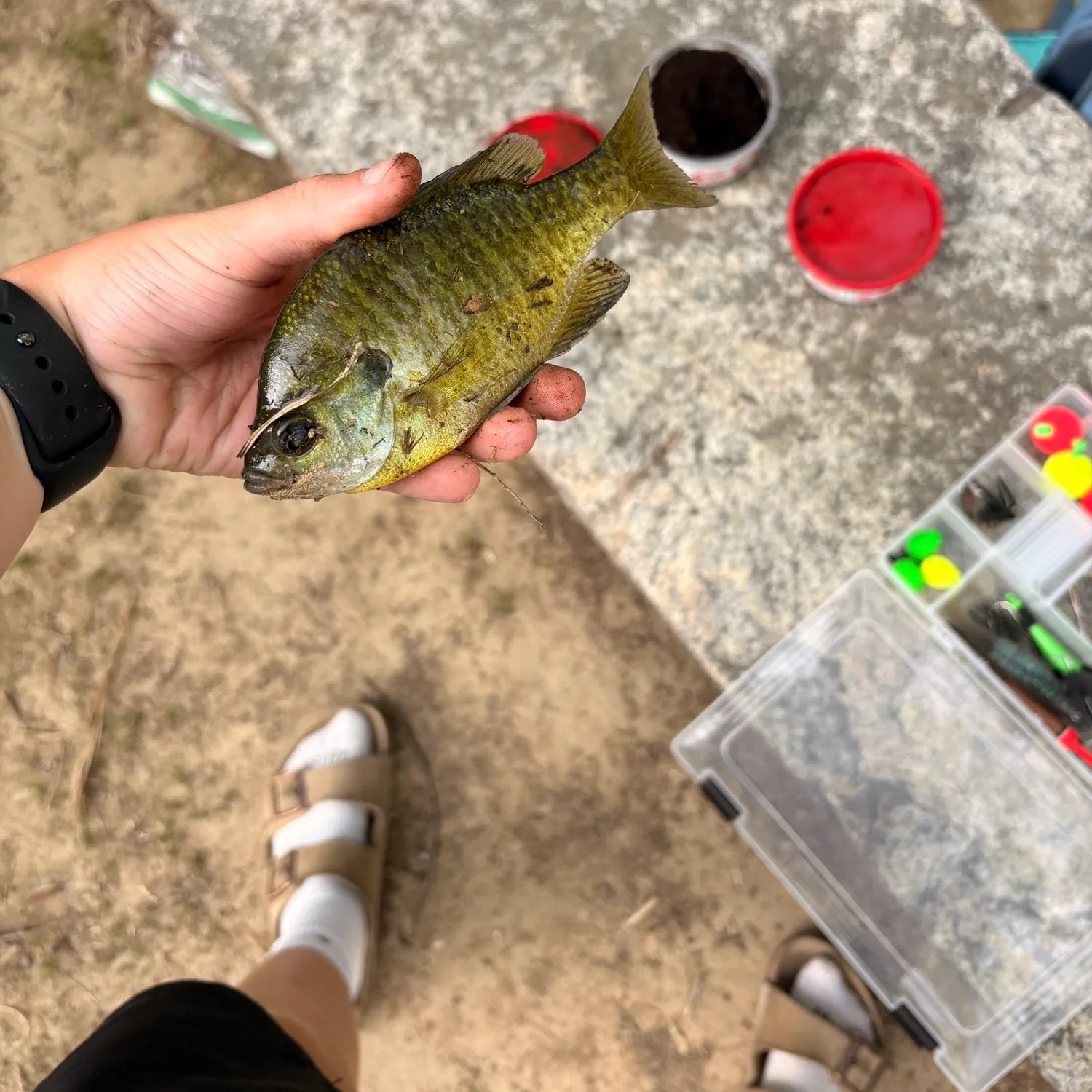 recently logged catches