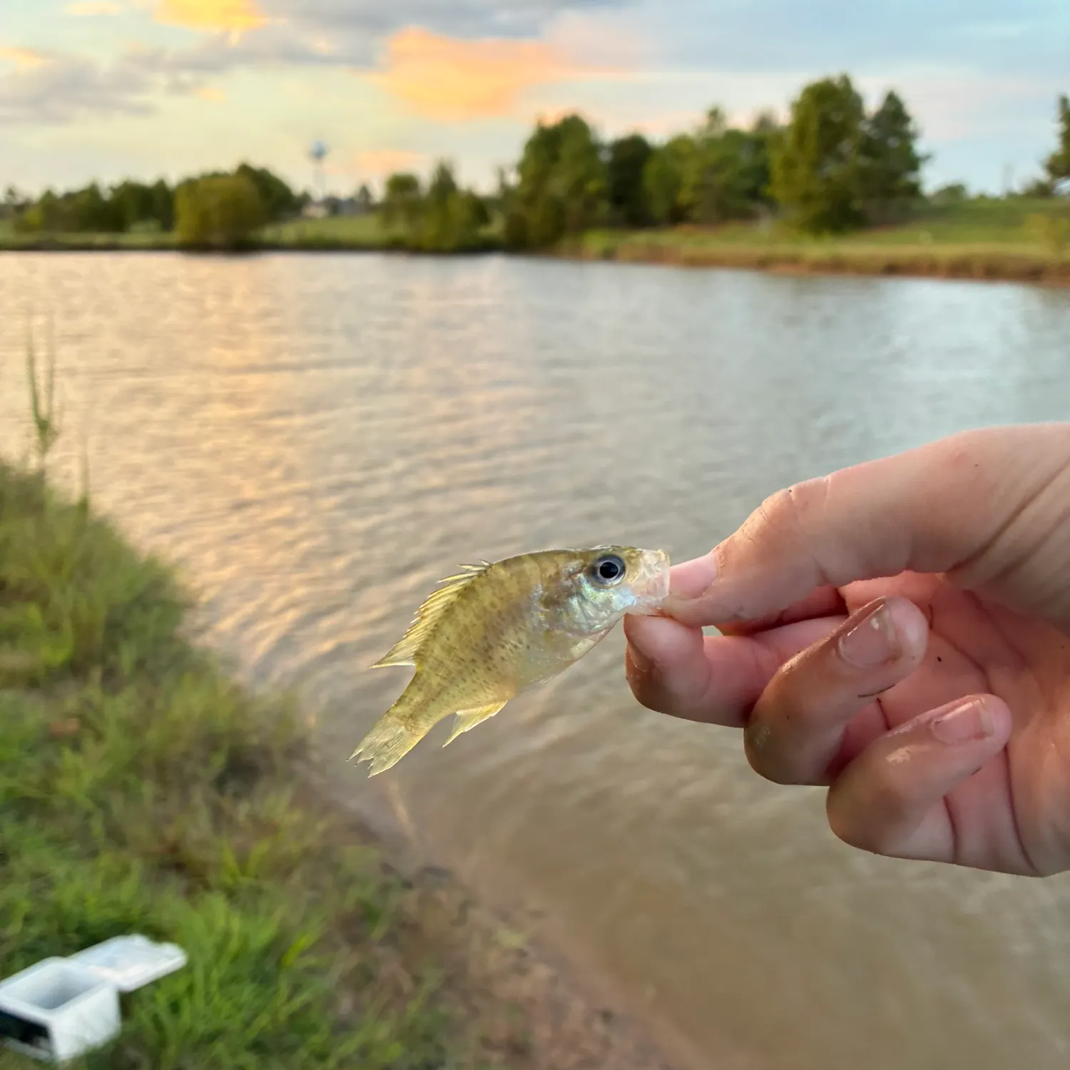 Bluegill caught on Fishbrain