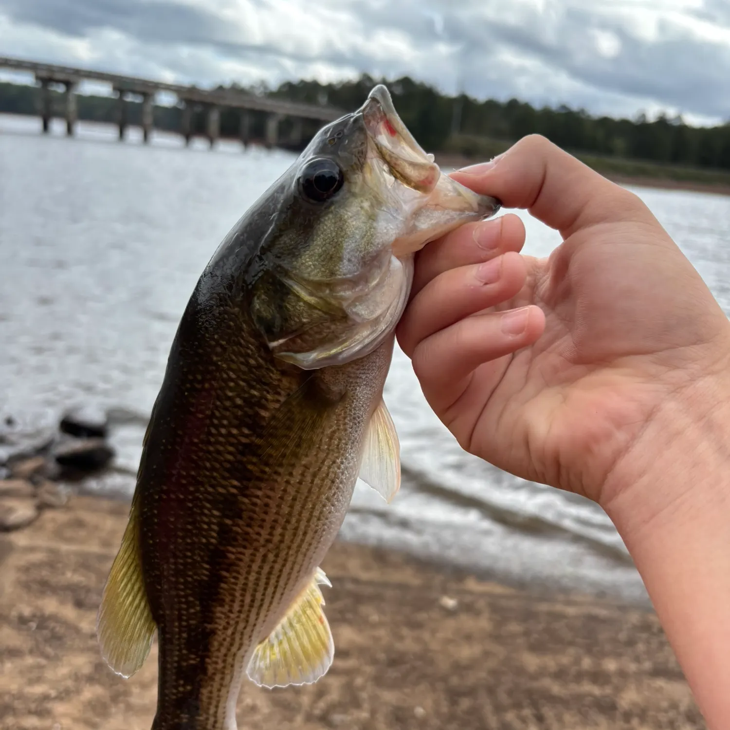 Spotted bass caught on Fishbrain
