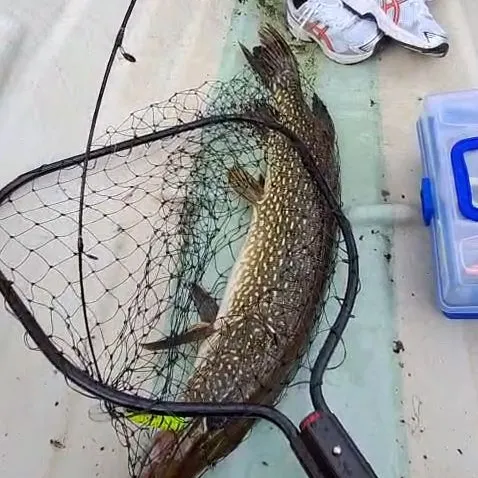 Northern pike caught on Fishbrain