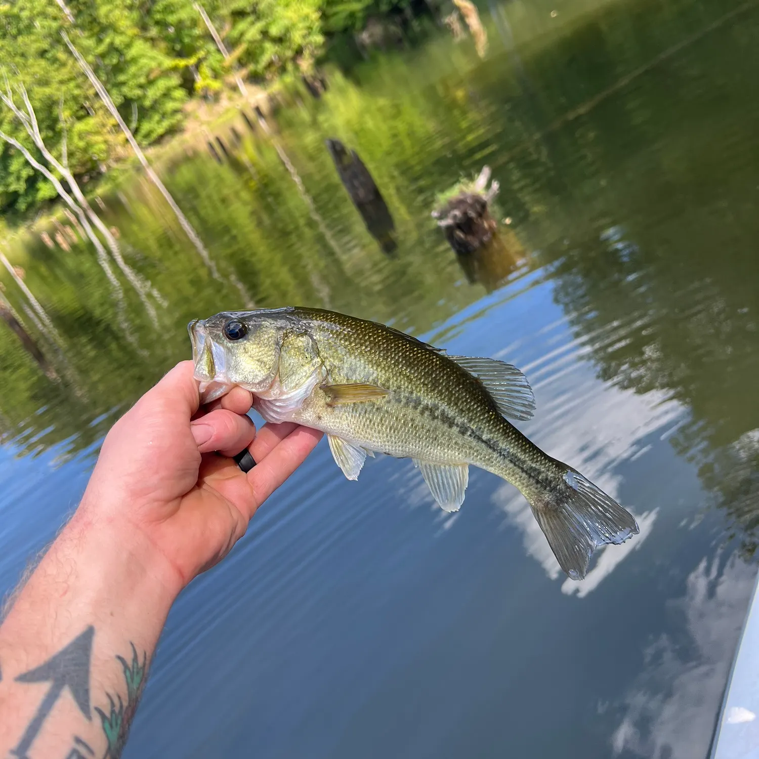 Largemouth bass caught on Fishbrain