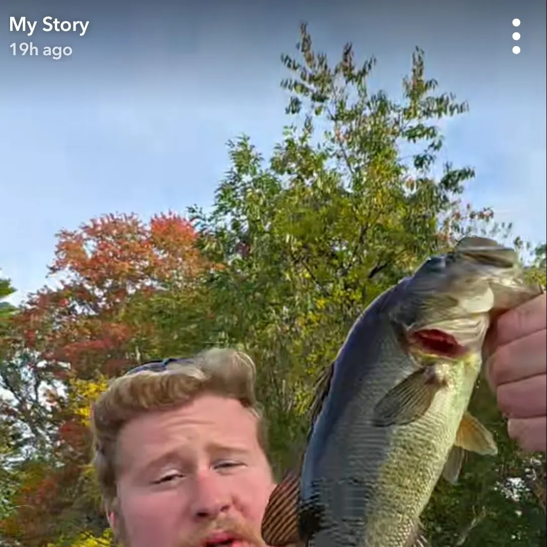 Largemouth bass caught on Fishbrain