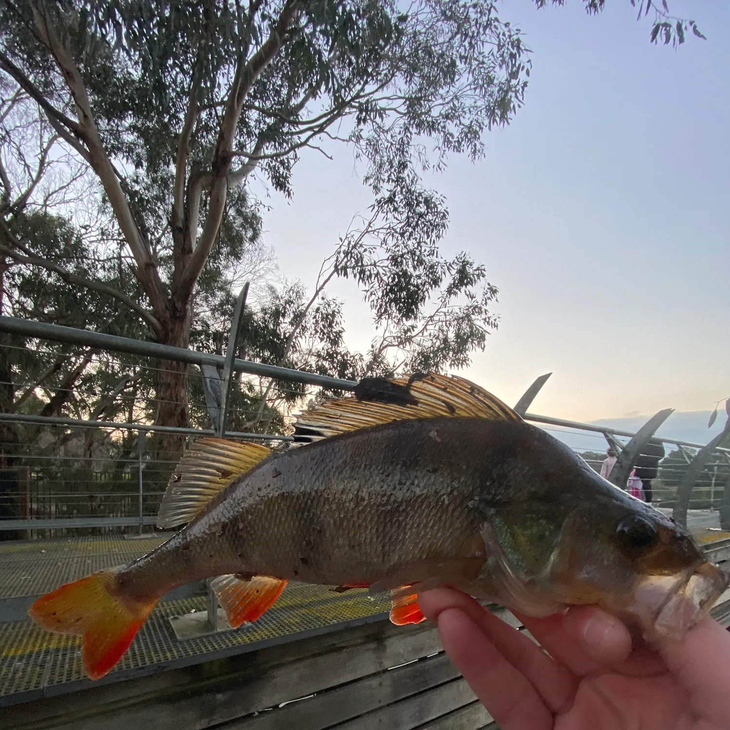 catch