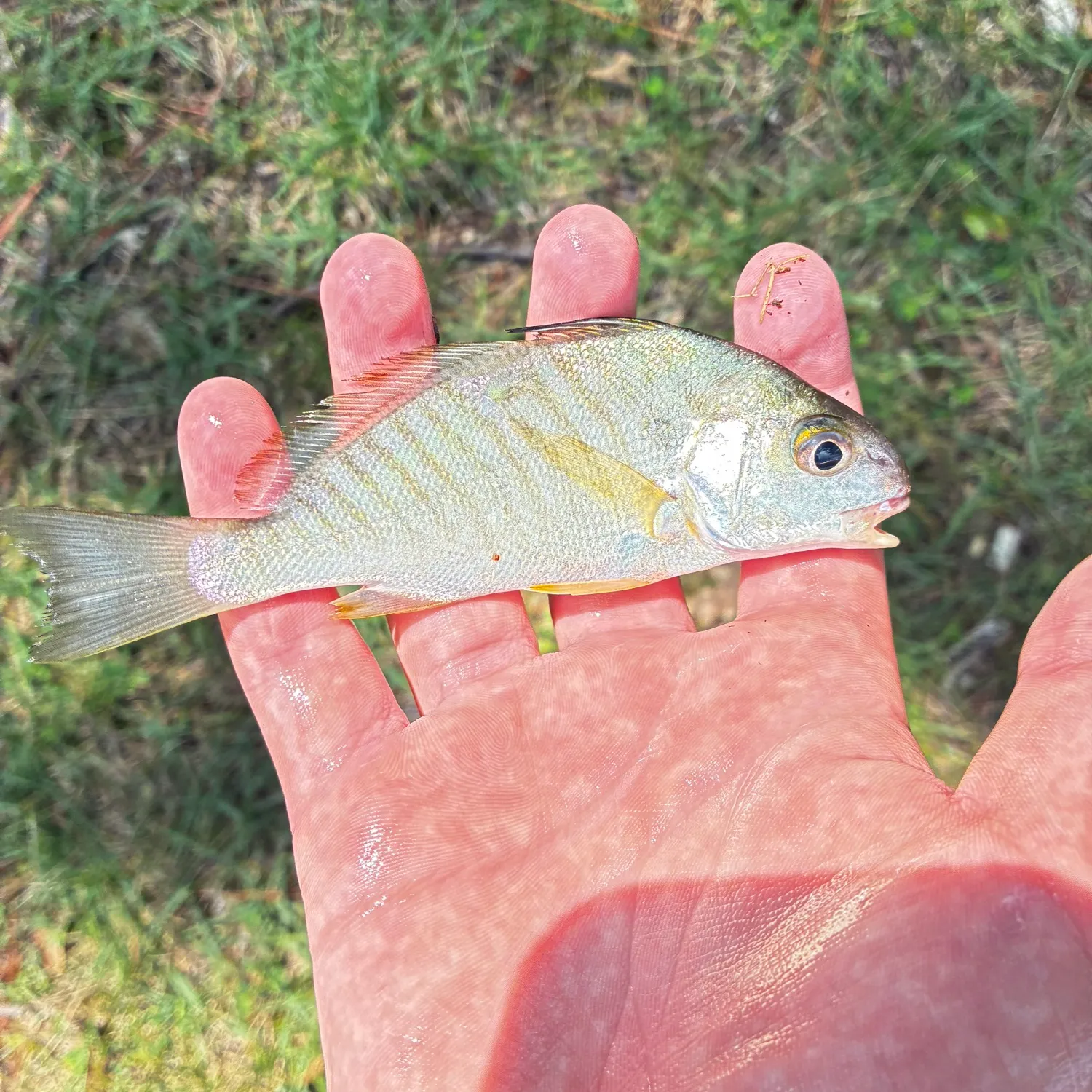 Spot croaker caught on Fishbrain