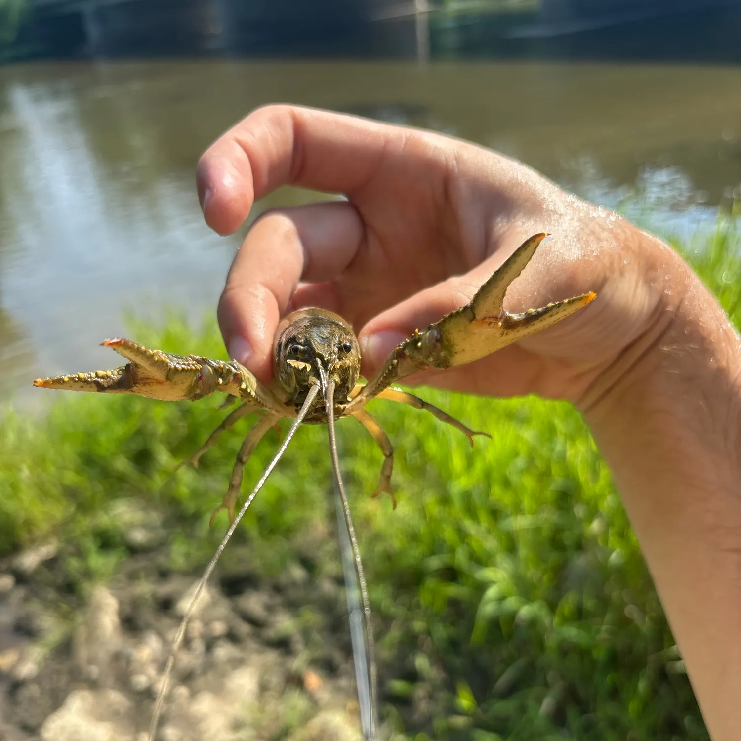 The most recent Signal crayfish catches on Fishbrain