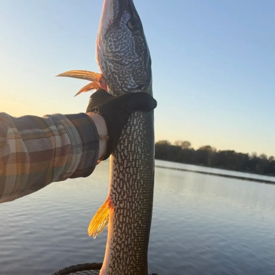 Northern pike caught on Fishbrain