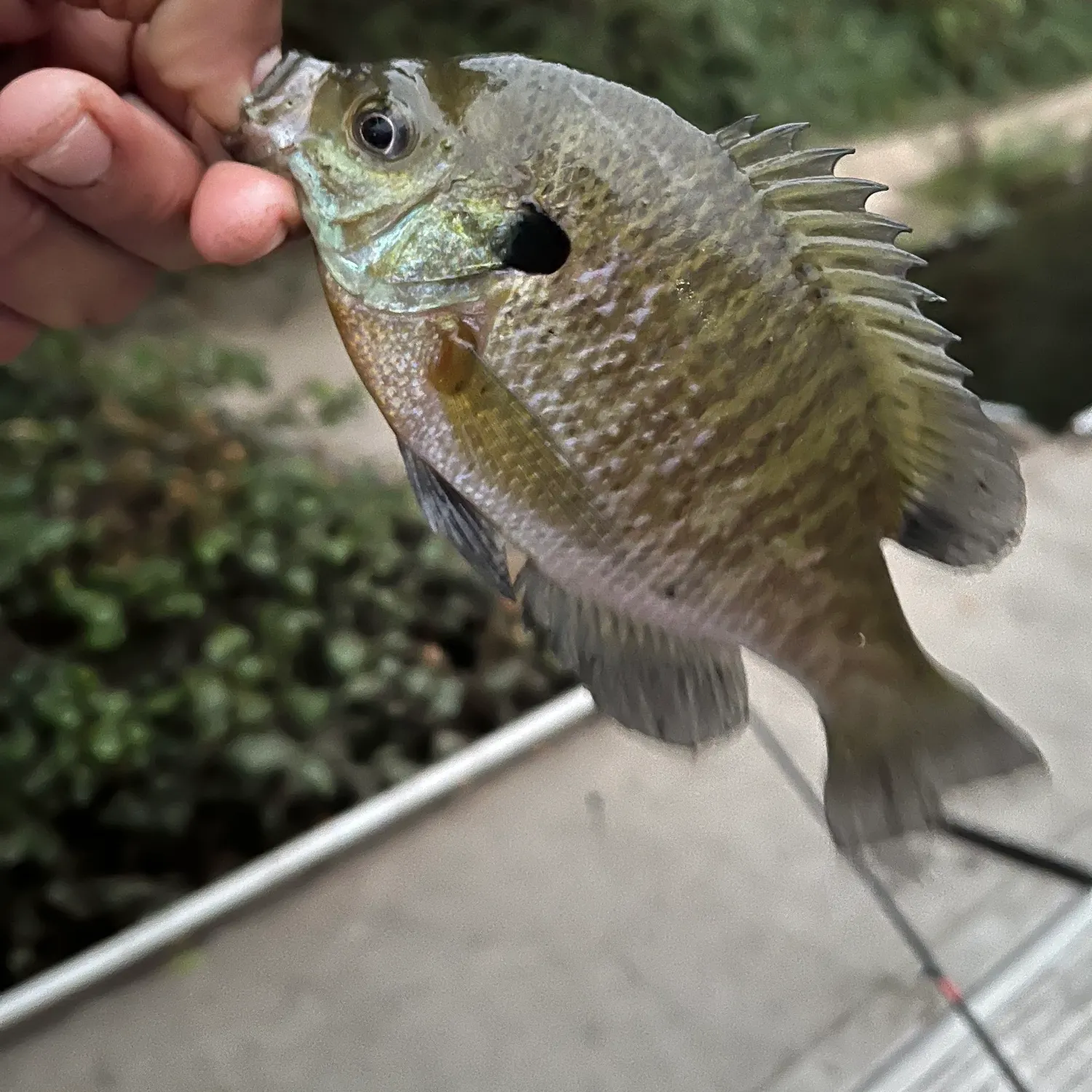 Bluegill caught on Fishbrain