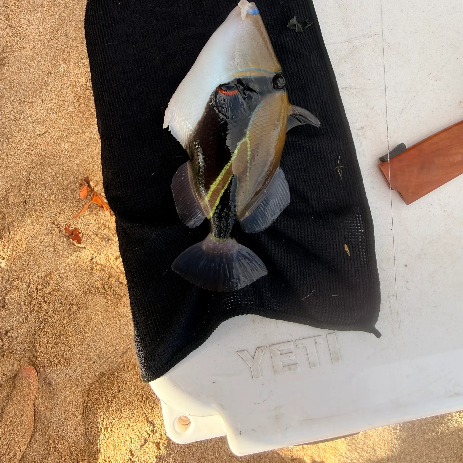 The most recent Wedge-tail triggerfish catches on Fishbrain