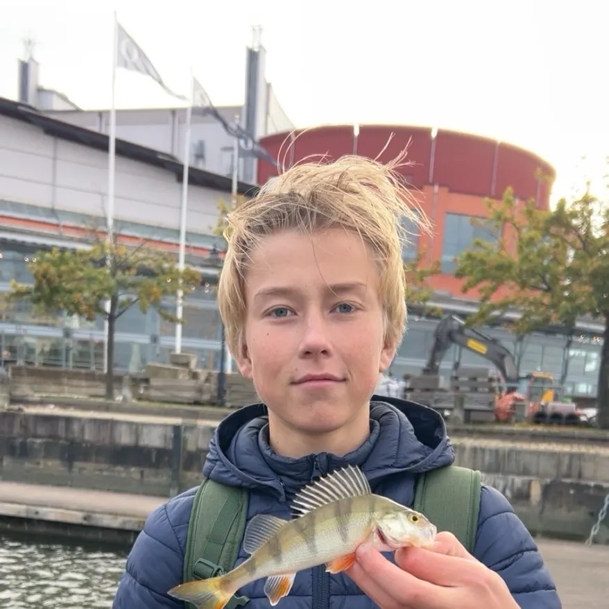 European perch caught on Fishbrain