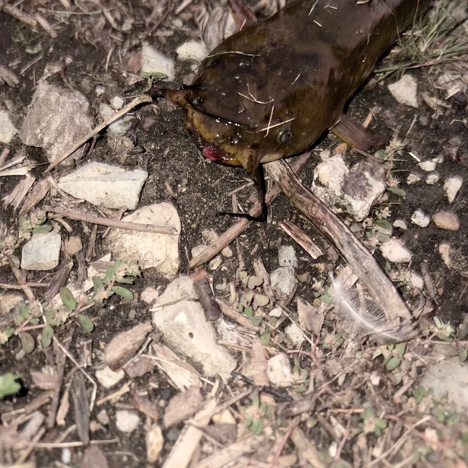 Yellow bullhead caught on Fishbrain