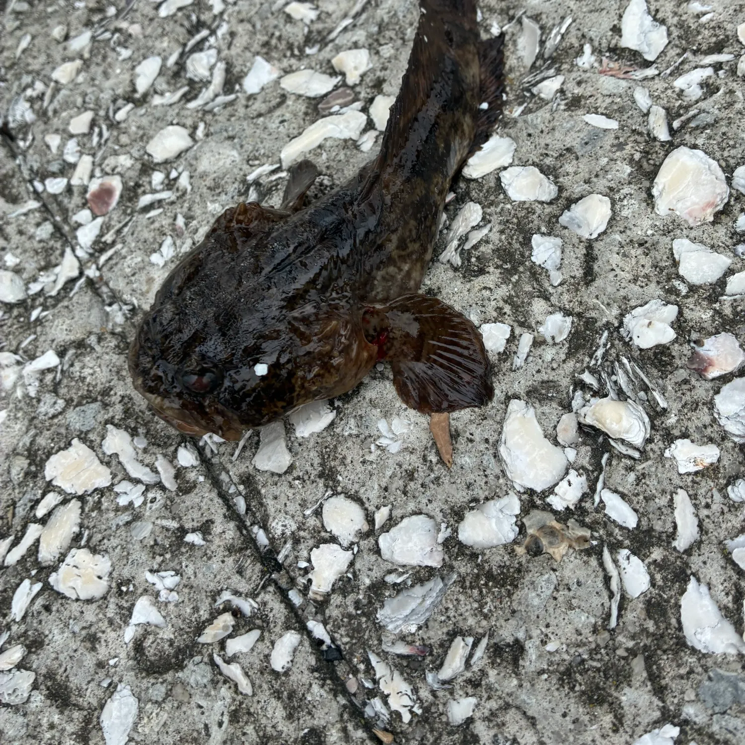 The most recent Oyster toadfish catches on Fishbrain