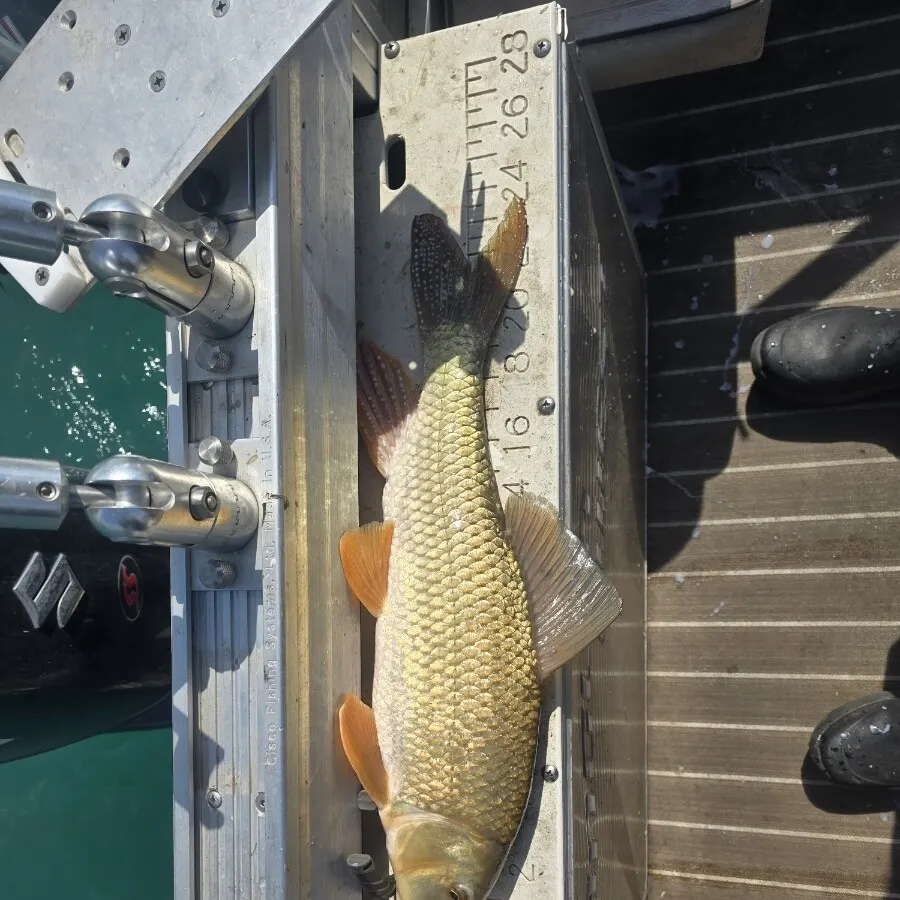 The most recent Silver redhorse catches on Fishbrain
