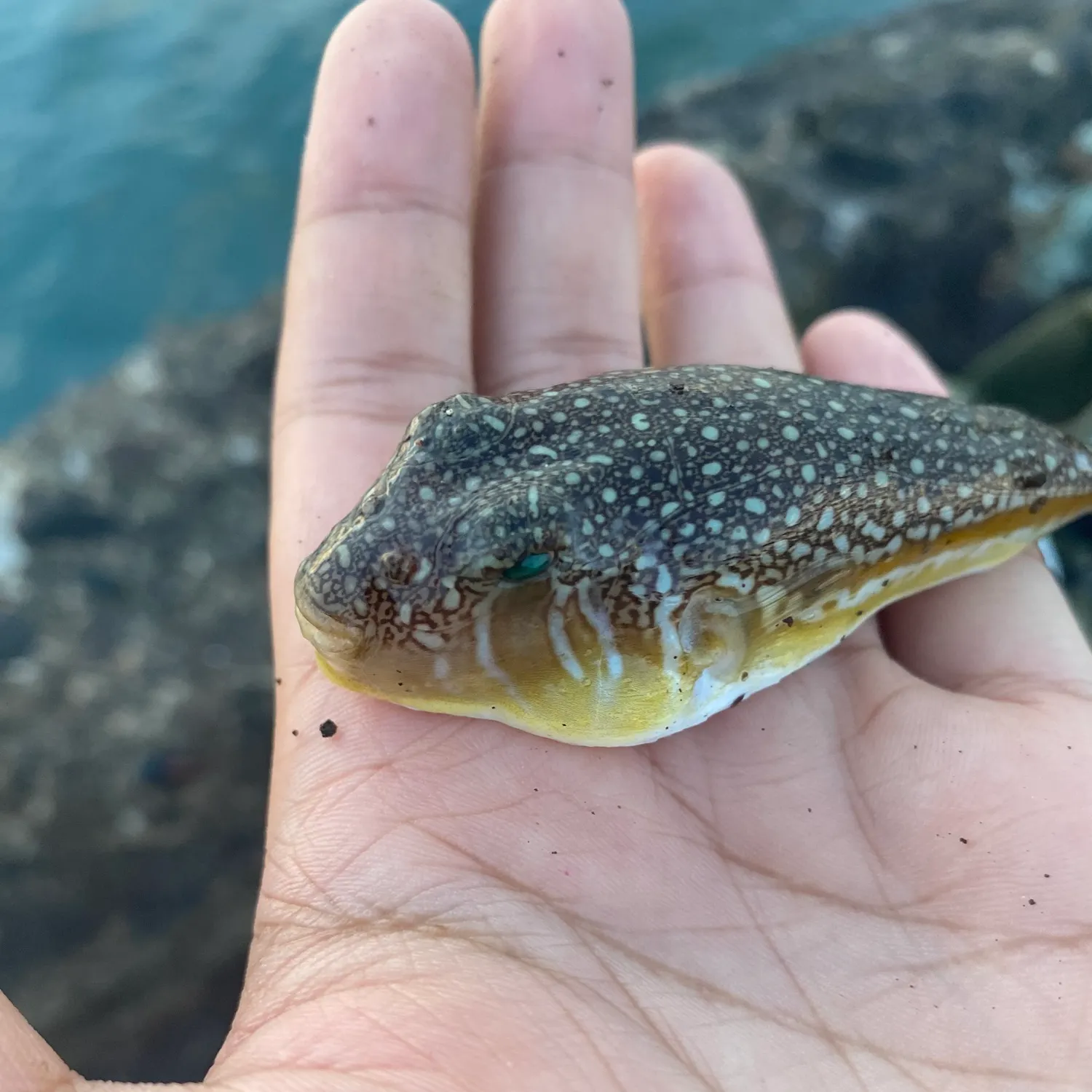 The most recent White-spotted puffer catches on Fishbrain