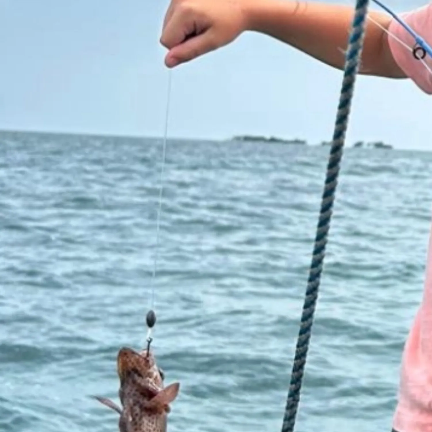 The most recent Graysby grouper catches on Fishbrain