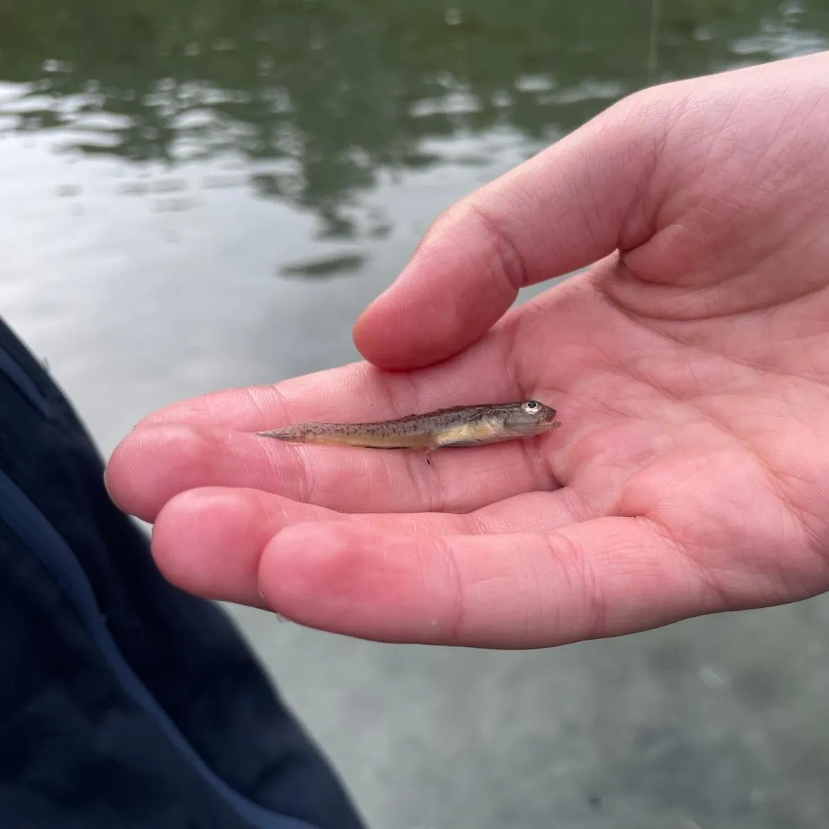 The most recent Sand goby catches on Fishbrain