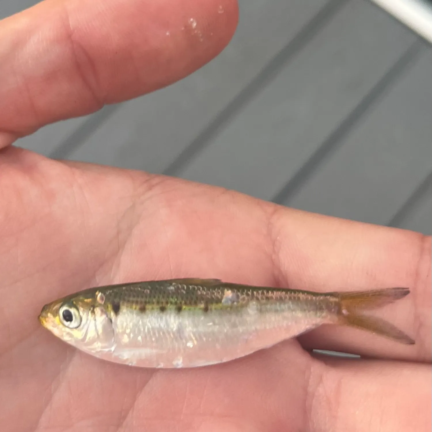 Atlantic menhaden caught on Fishbrain