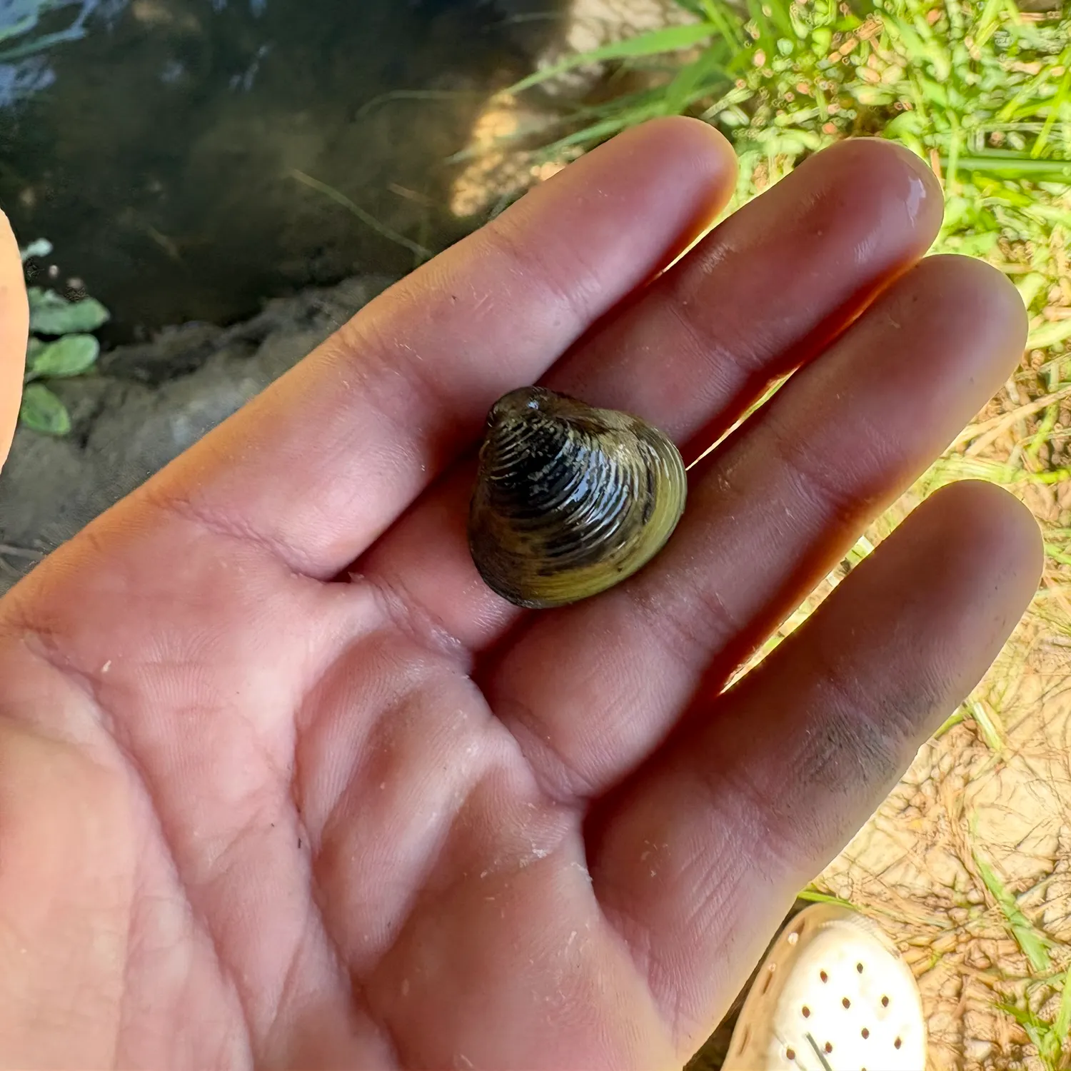Yellow sandshell mussel caught on Fishbrain