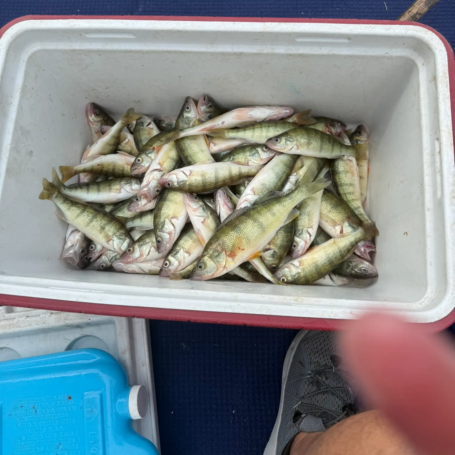 Yellow perch caught on Fishbrain