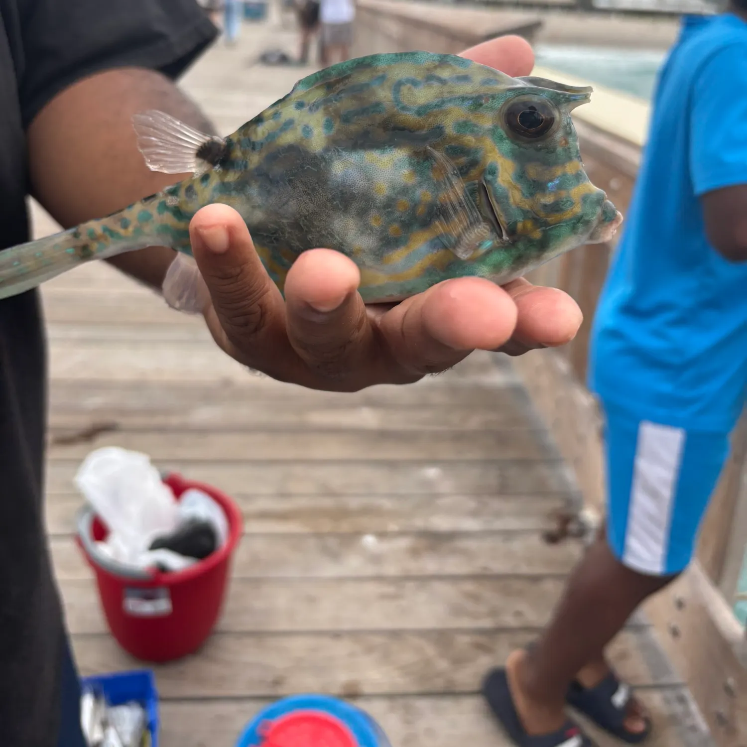 The most recent Thornback cowfish catches on Fishbrain