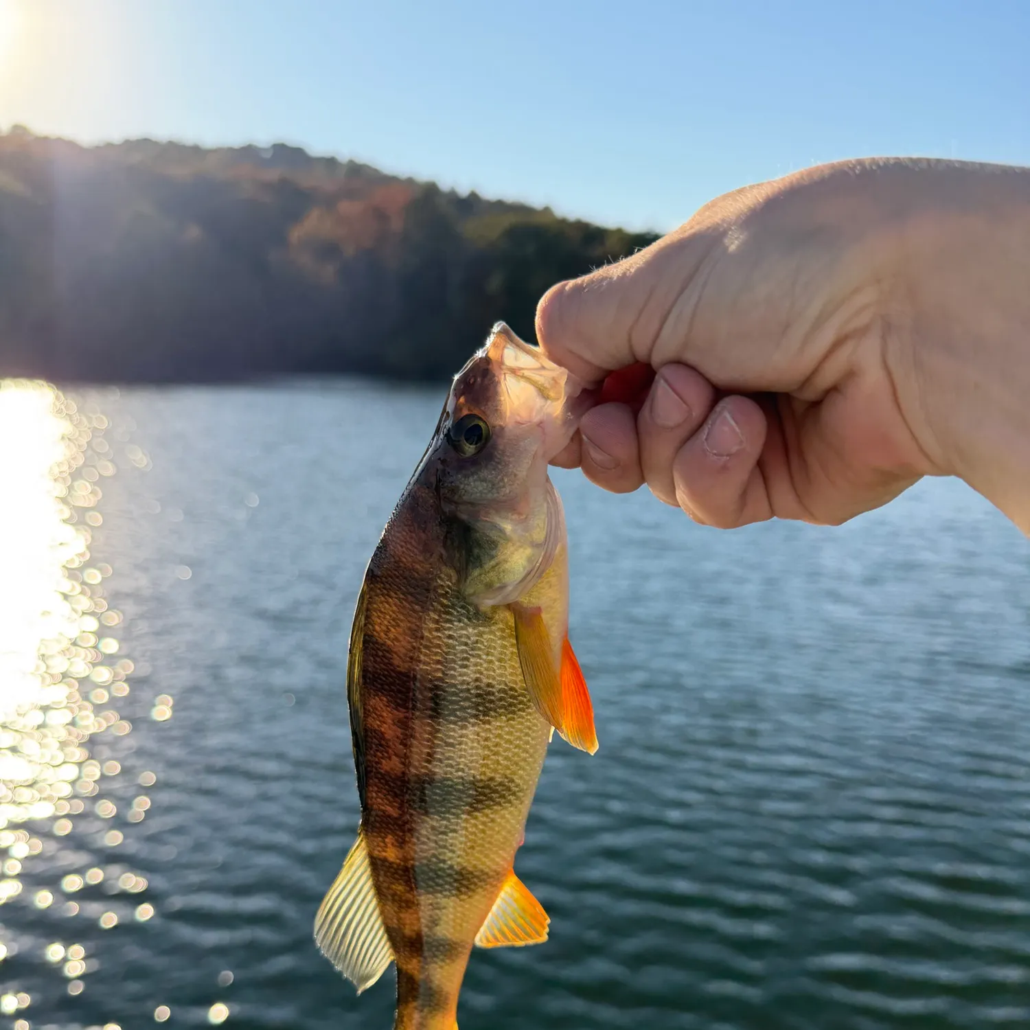 Fish caught on Fishbrain