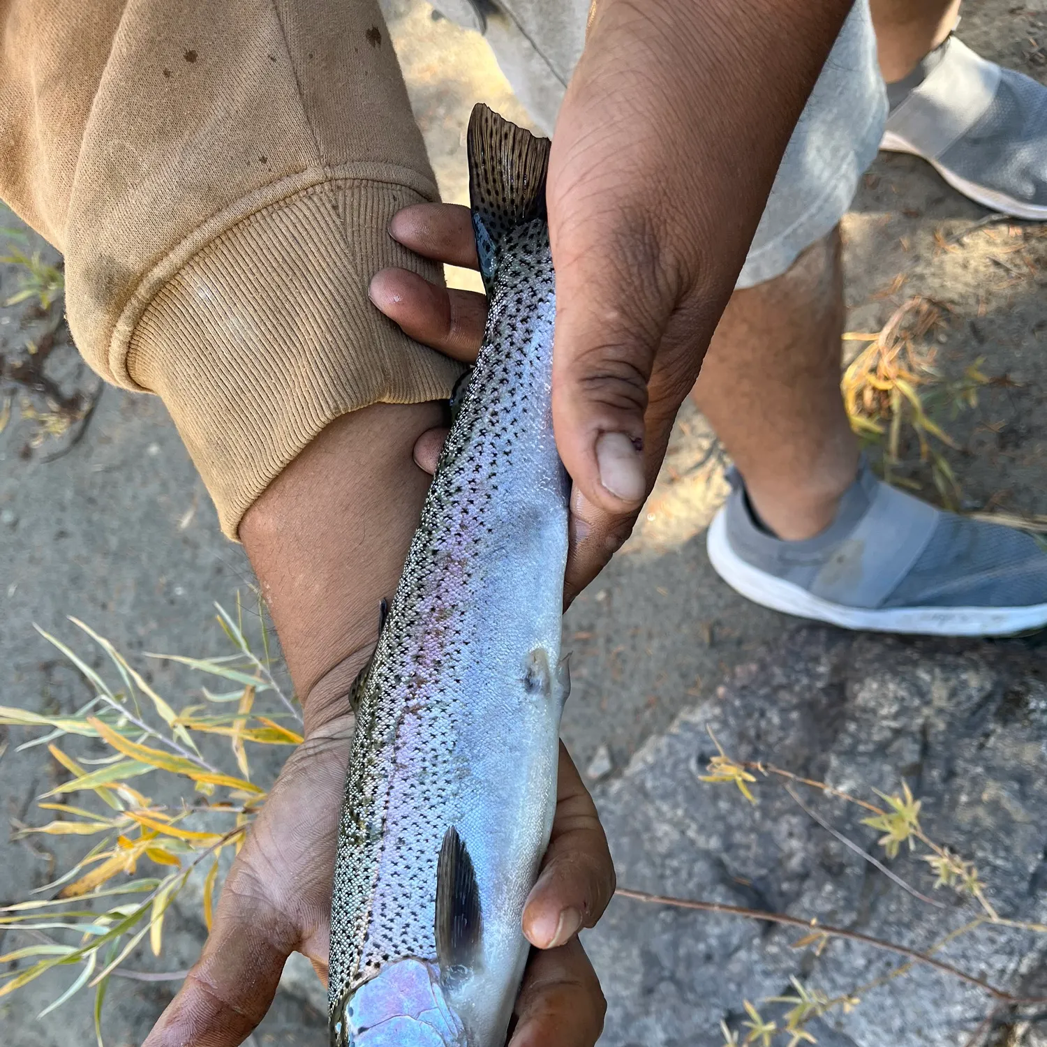 Cutbow caught on Fishbrain