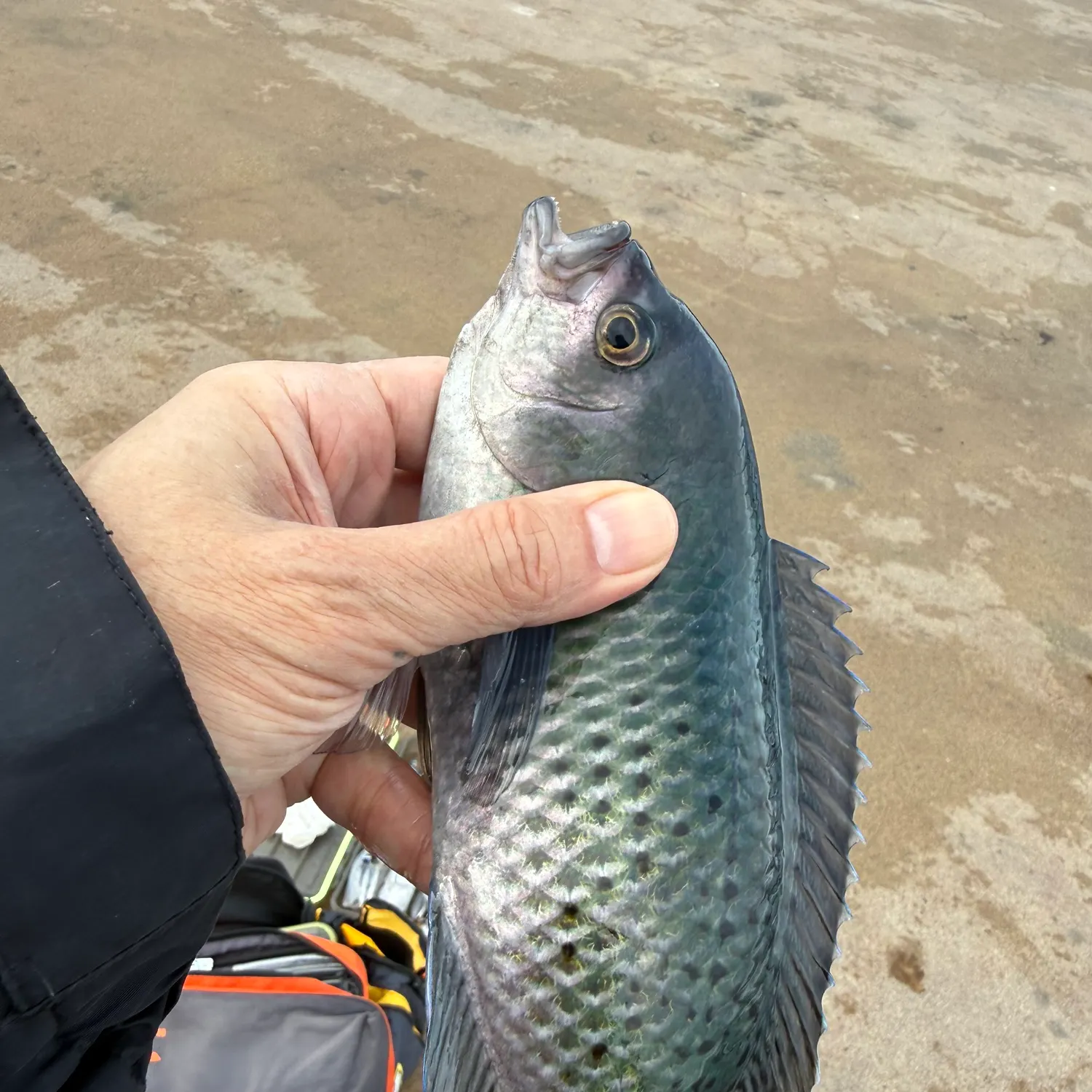 The most recent Blacksmith catches on Fishbrain