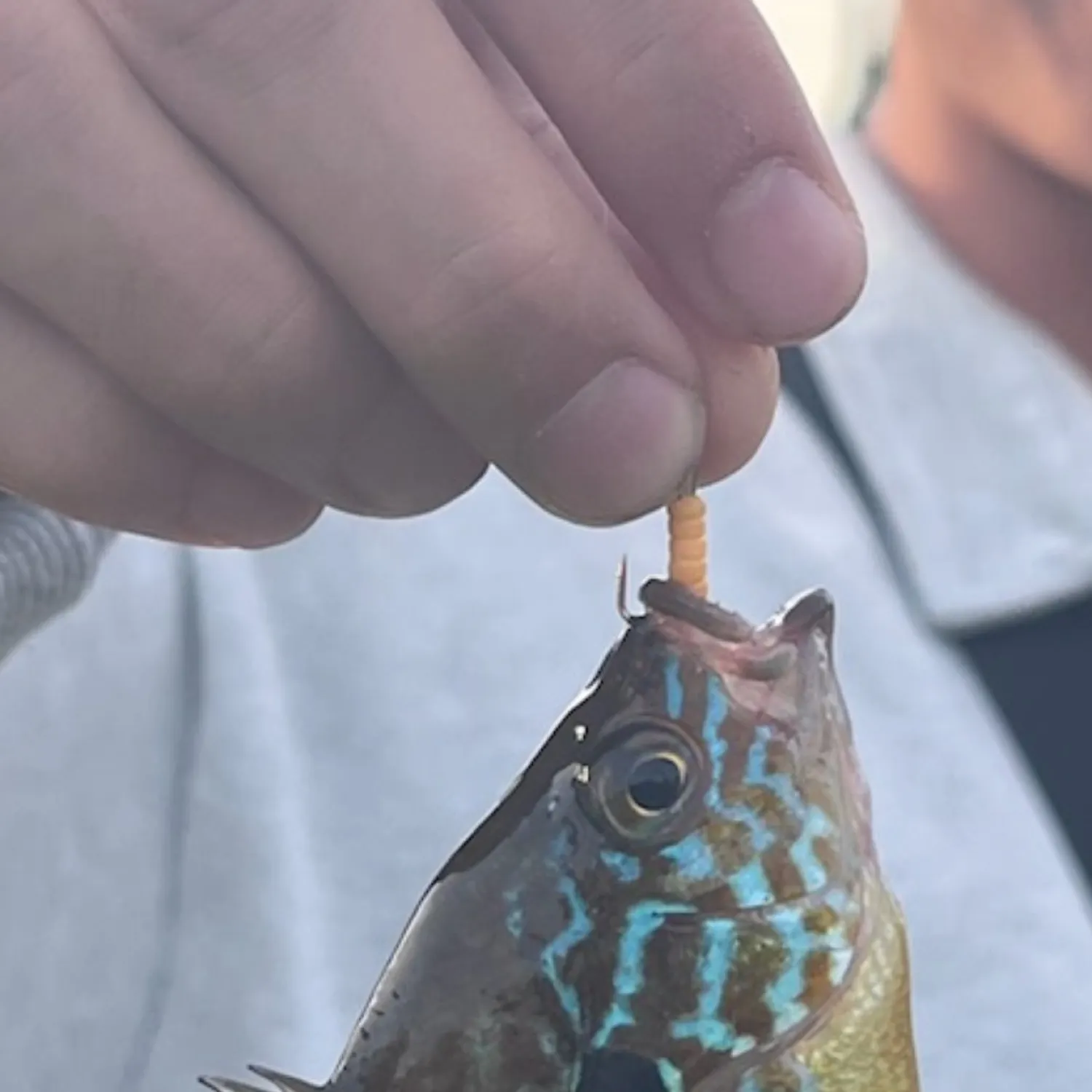 angler catch