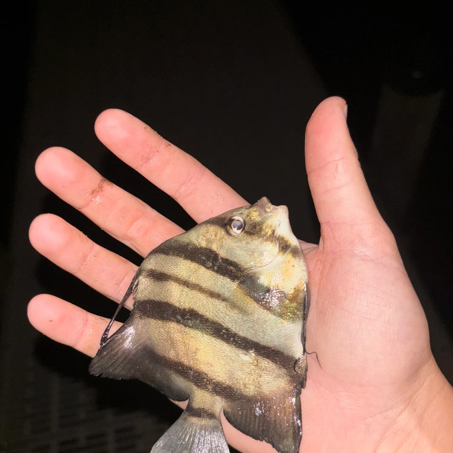 Atlantic spadefish caught on Fishbrain