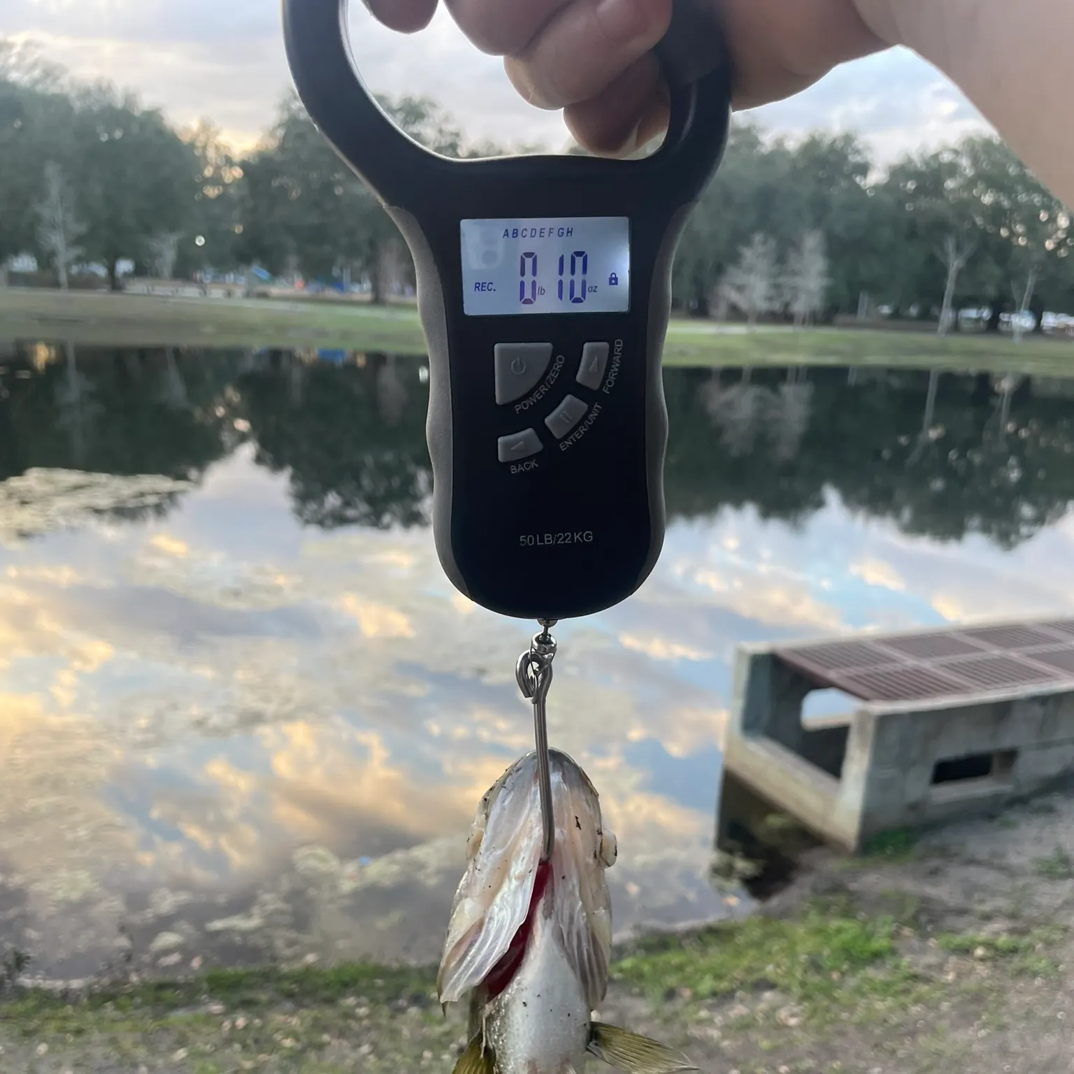 Largemouth bass caught on Fishbrain