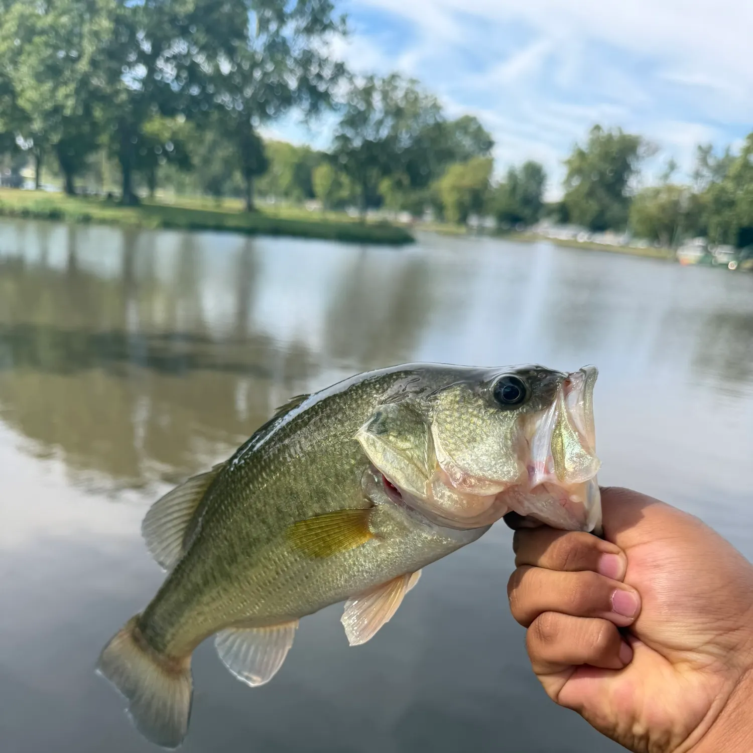Largemouth bass caught on Fishbrain