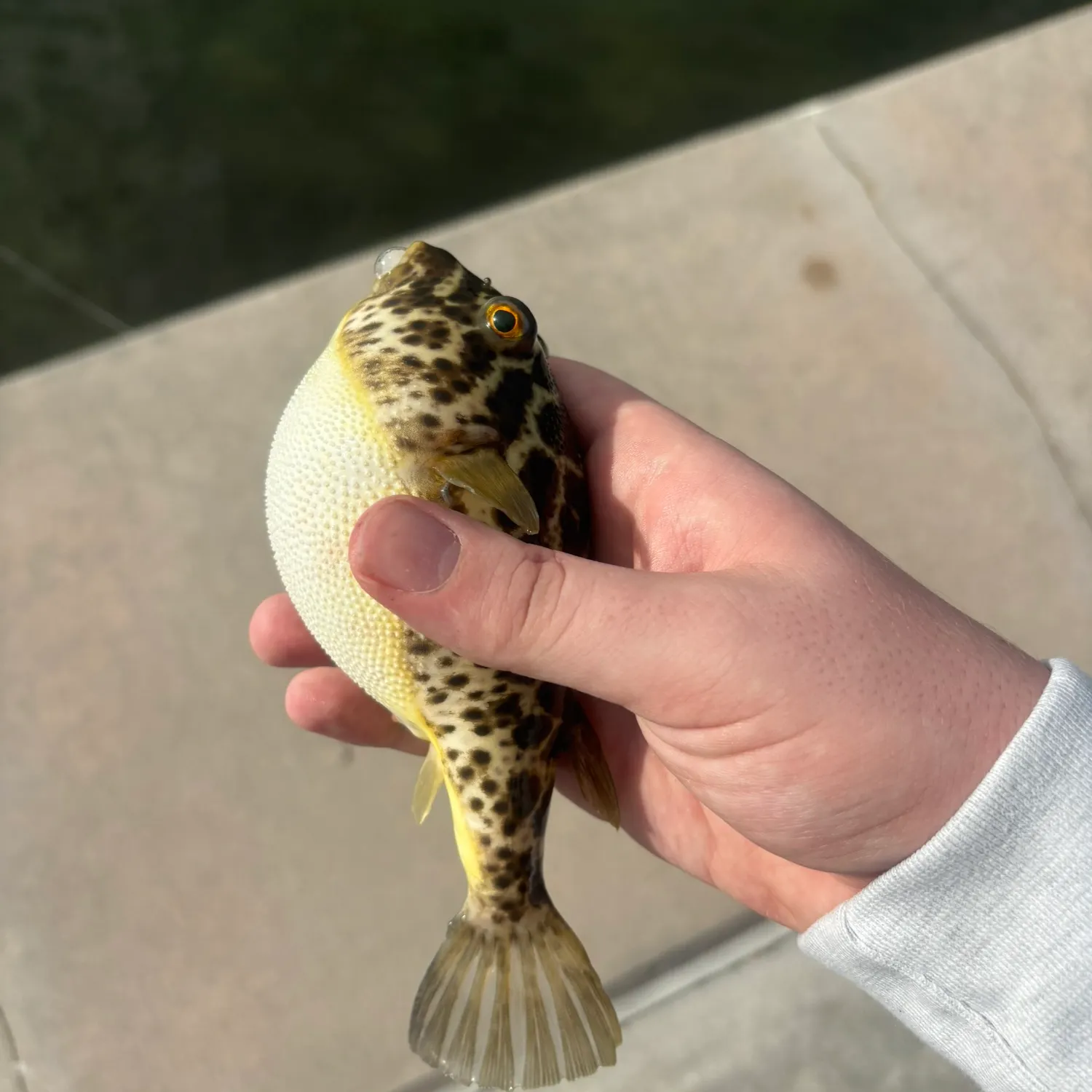 The most recent Checkered puffer catches on Fishbrain