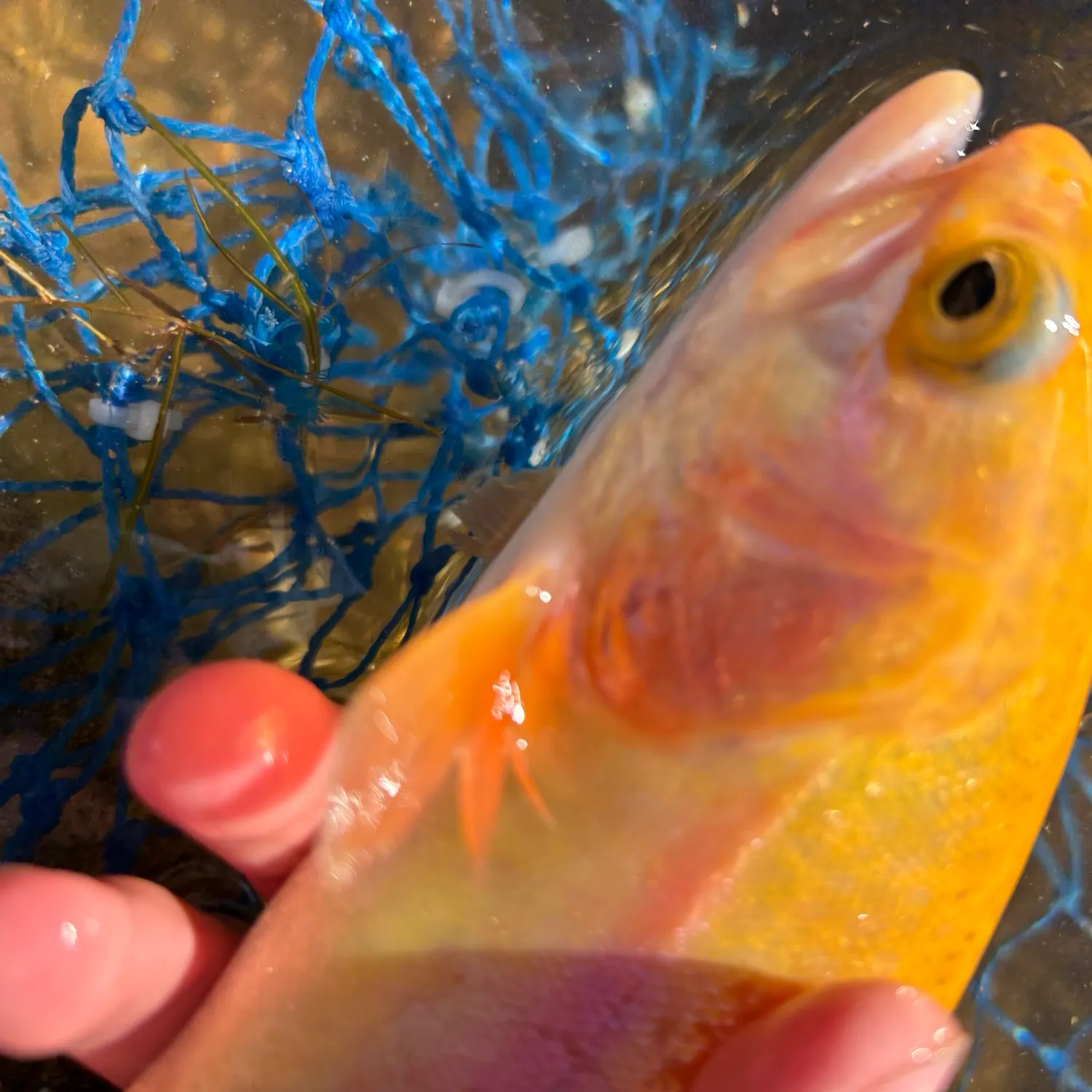 The most recent Golden rainbow trout catches on Fishbrain