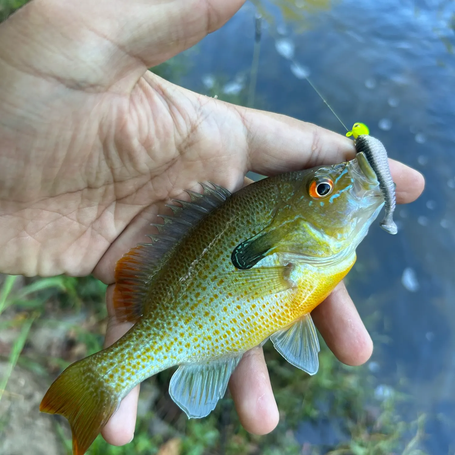 Redbreast sunfish caught on Fishbrain