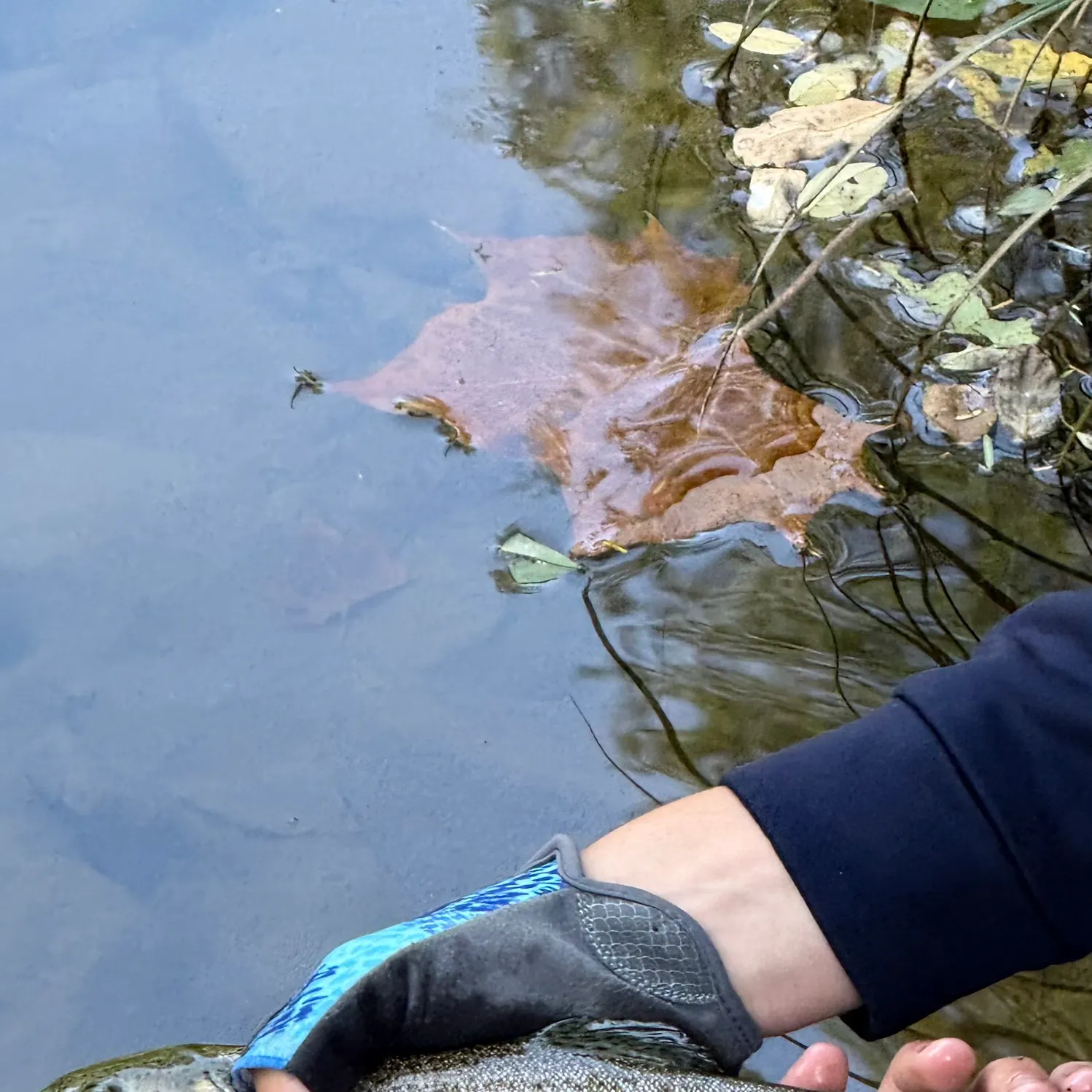 Rainbow trout caught on Fishbrain