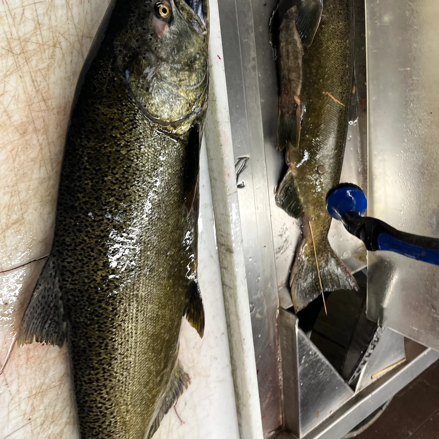 Chinook salmon caught on Fishbrain