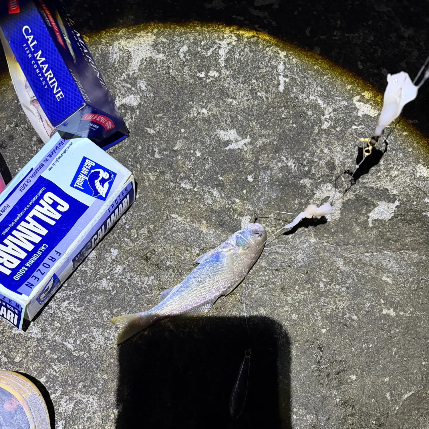 White croaker caught on Fishbrain