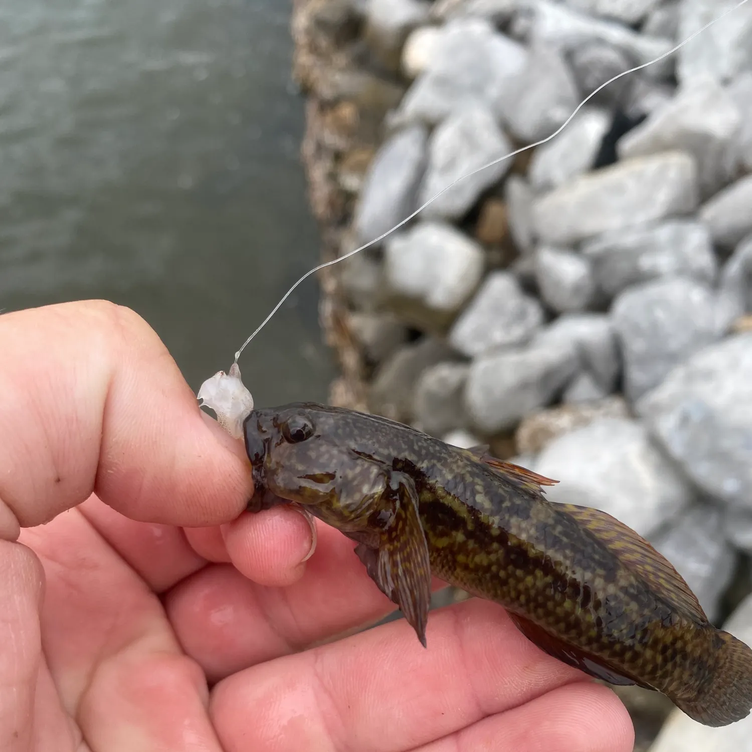 The most recent Frillfin goby catches on Fishbrain