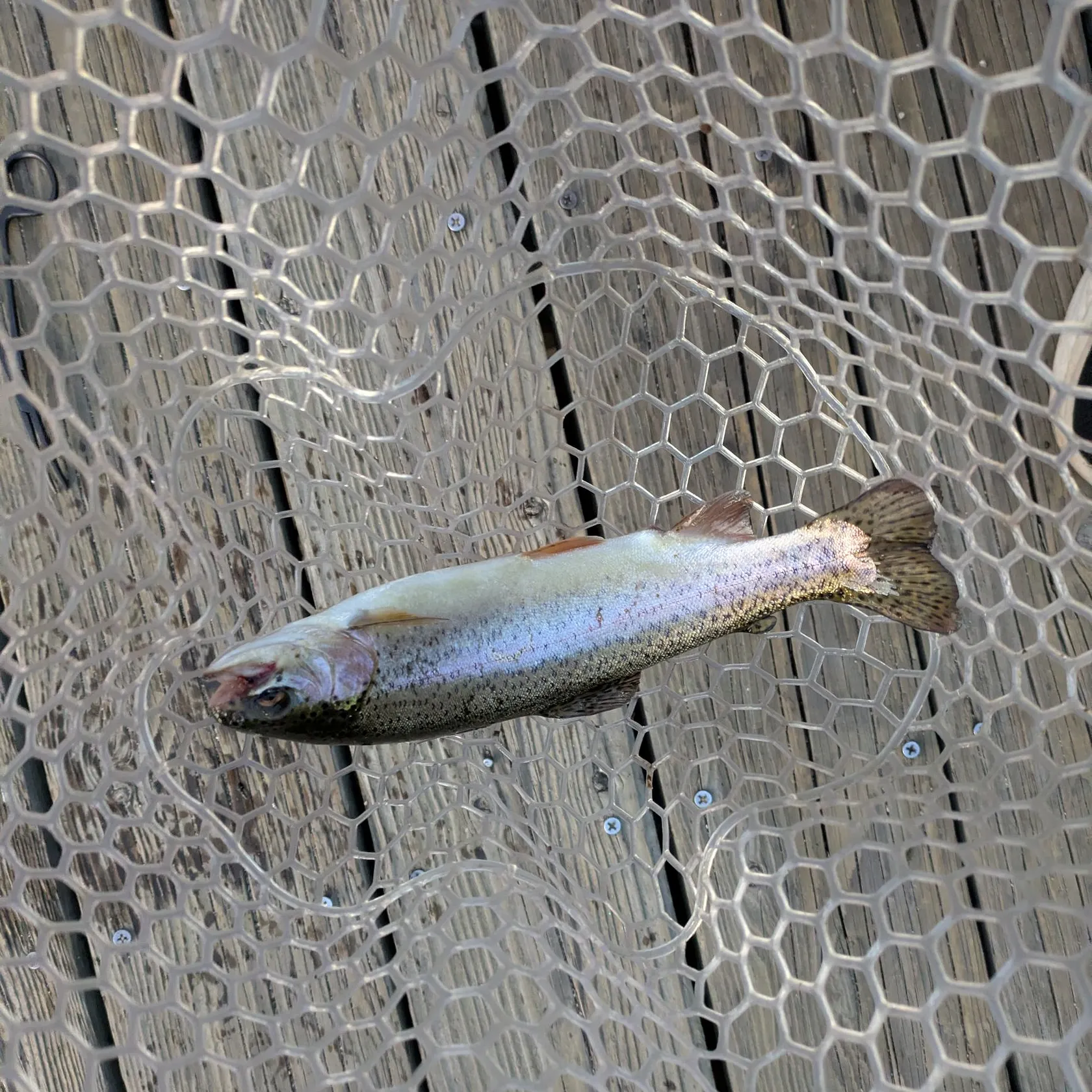Rainbow trout caught on Fishbrain