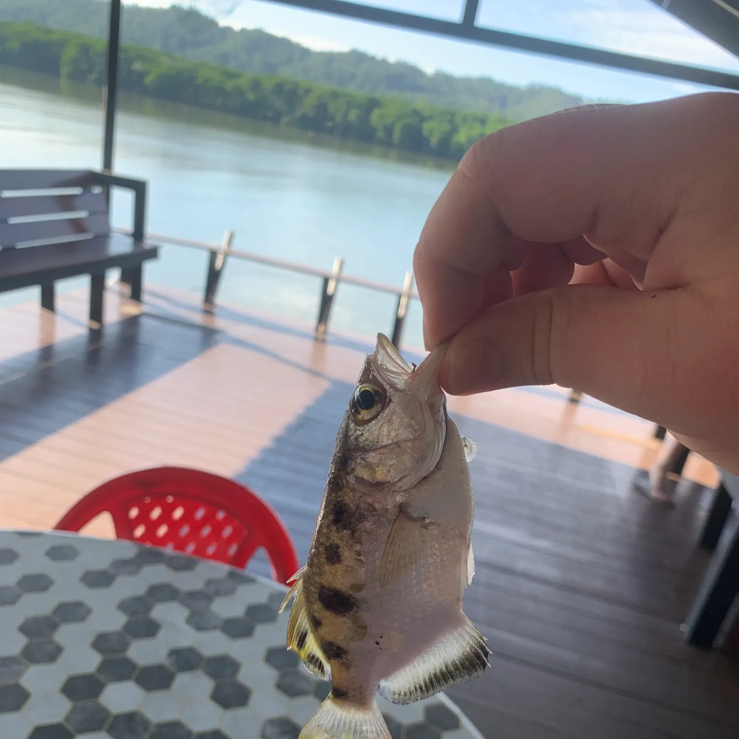 The most recent Spotted archerfish catches on Fishbrain